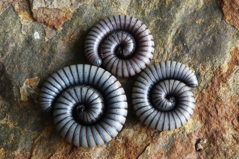 Sen o robakach – skutki zaniedbania a robaki we śnie